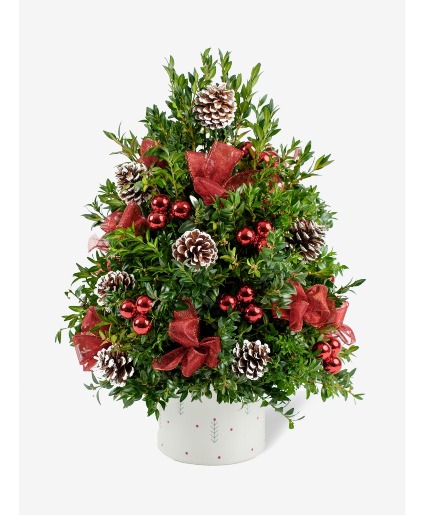 Classic Holiday Boxwood tree  Boxwood tree 