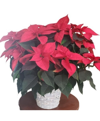 Classic Holiday Poinsettia Plant