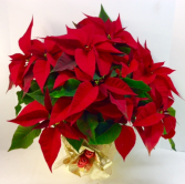 Classic Poinsettia 