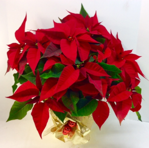 Classic Poinsettia 