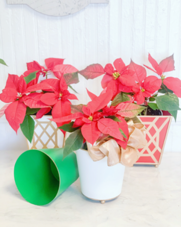 Classic Poinsettia  Designer’s Choice