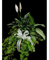 Classic Triple Basket Planter  