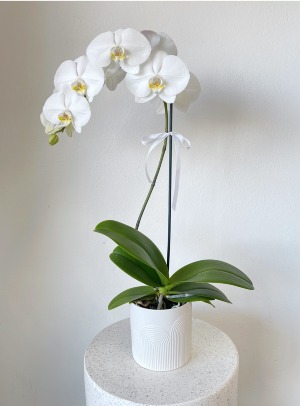 Julieta White Orchid 