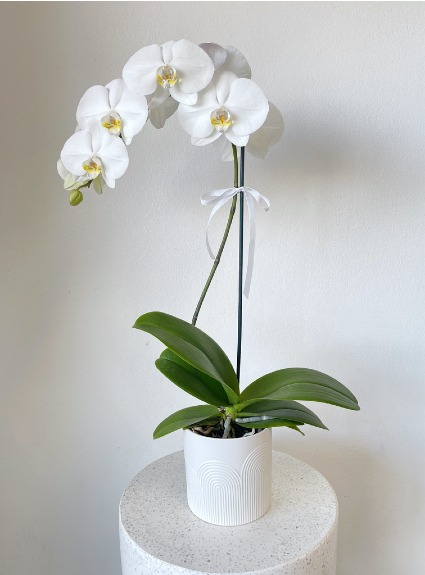 Julieta White Orchid 