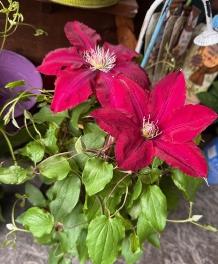 Clematis  Perennial Plant
