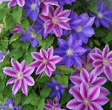 Climatis Greenhouse