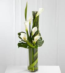 Climbing Calla's 