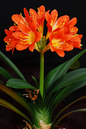 Clivia Plant Tropical Plants