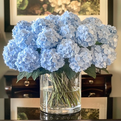 CLOUD  HYDRANGEA Occasions
