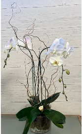 coastal Phalaenopsis  Blooming Plant