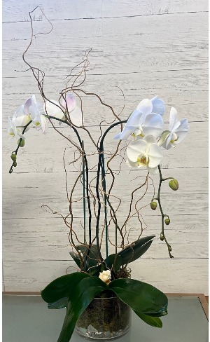 coastal Phalaenopsis  Blooming Plant