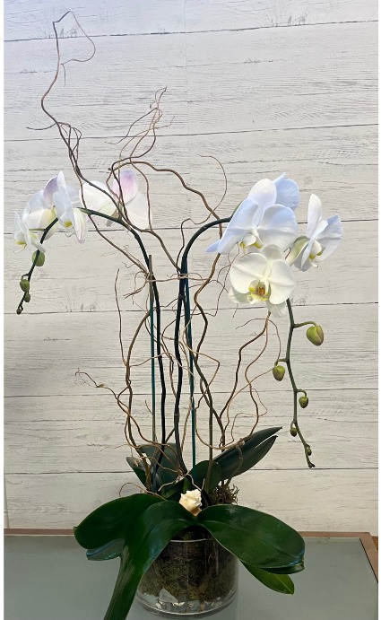 coastal Phalaenopsis  Blooming Plant