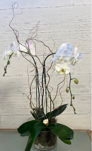  Coastal Phalaenopsis  Blooming Plant