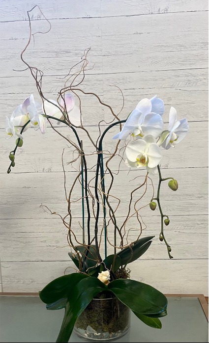  Coastal Phalaenopsis  Blooming Plant