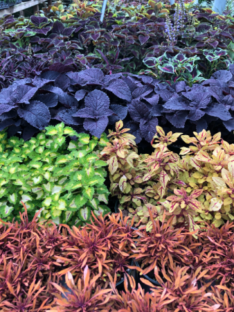 Coleus Greenhouse