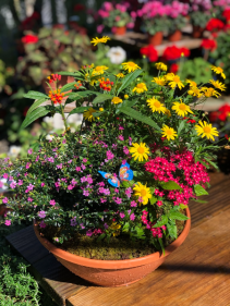 Color Bowl Planter Planter