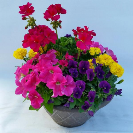 Color Bowl 