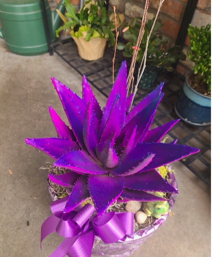 Colored Aloe Catus  Plant  Limited Time 