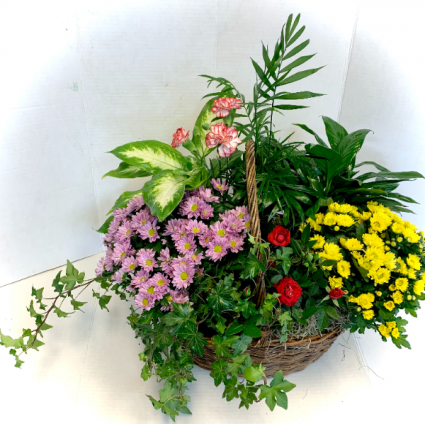 Colorful Flowering Dish Garden 