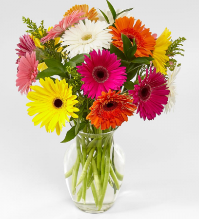 COLORFUL GERBERA DAISY MIXED GERBERA