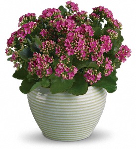 COLORFUL KALANCHOE 