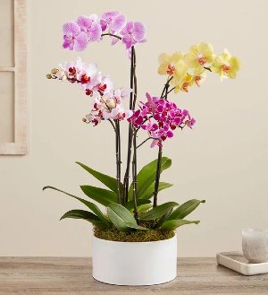 Colorful Orchid Garden 