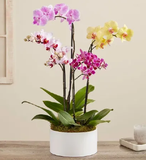 COLORFUL ORCHID GARDEN 