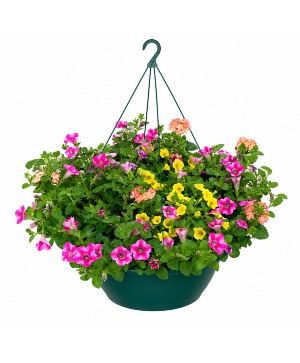 Colorful Outdoor Hanging Basket Outdoor