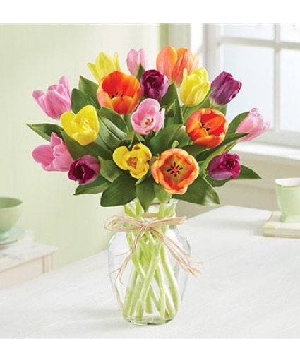 Colorful Tulips 