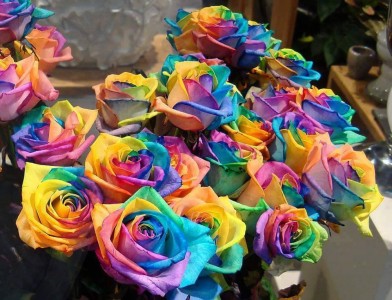 Colors of Love  Dz Roses in a vase
