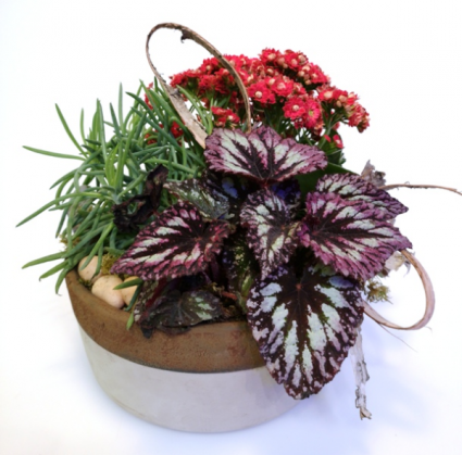 Colour Explosion  Dish Garden