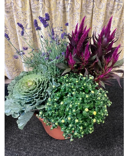 Combination Fall Planter 
