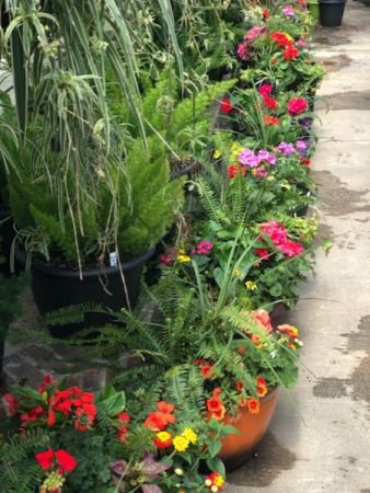 Combination Pots Outdoor Plants
