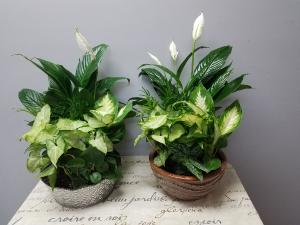 Dish Garden Dish Garden