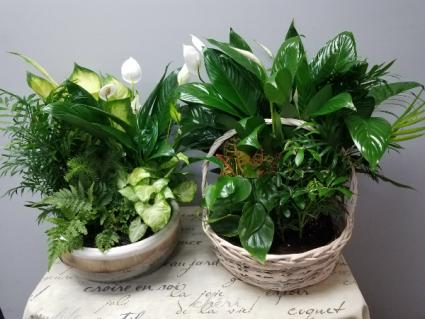 Premium Dish Garden Dish Garden