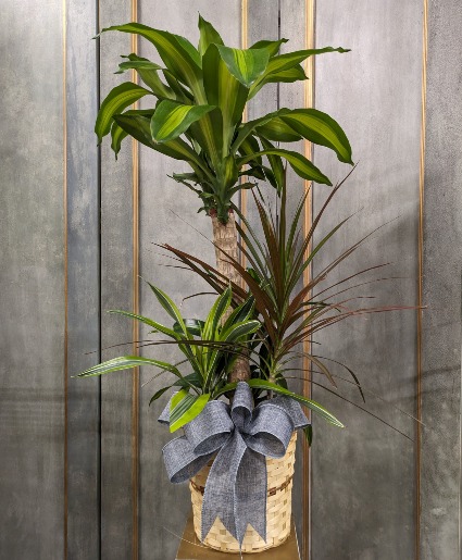 Combo Plant basket Variety