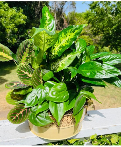 Combo Plant 