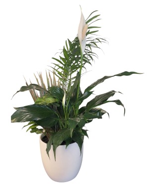 Combo Planter  