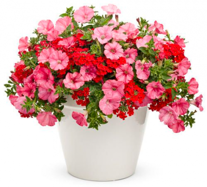Combo Pot- Mixed Petunia and Verbena Greenhouse in Bentonville, AR -  MATKINS FLOWERS & GREENHOUSE