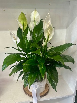 COMFORT PEACE LILY CERAMIC POT