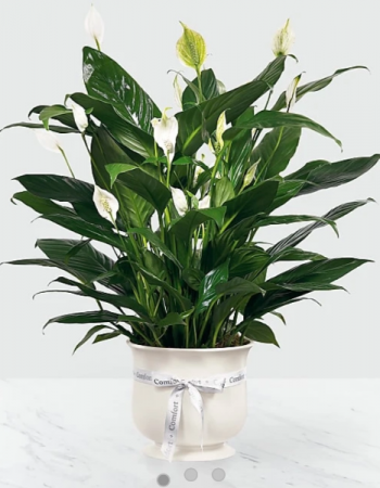 Comfort plant  