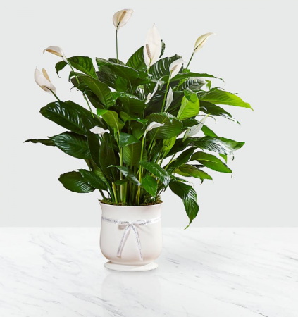 Comfort Planter 