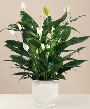 Comfort Planter 
