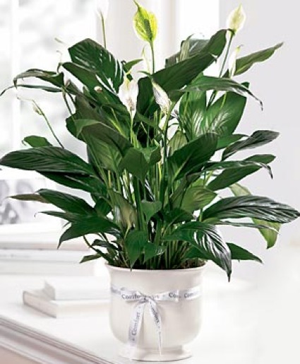 Comfort Planter 