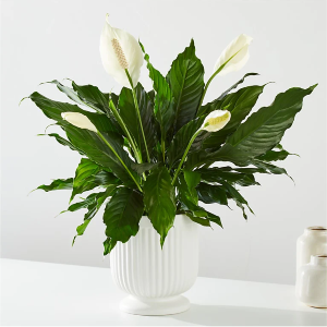 Comfort Planter 