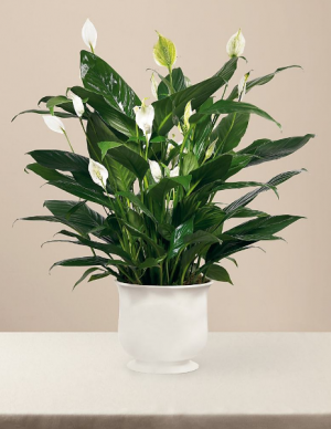 Elegant Peace Lily  