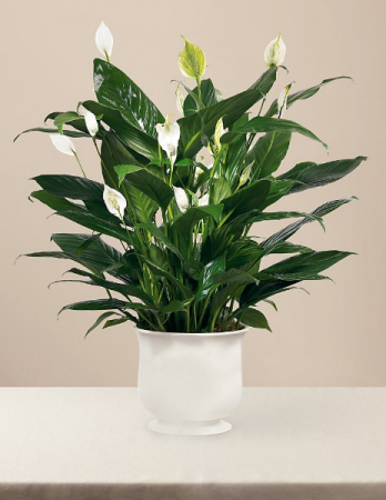 Elegant Peace Lily  