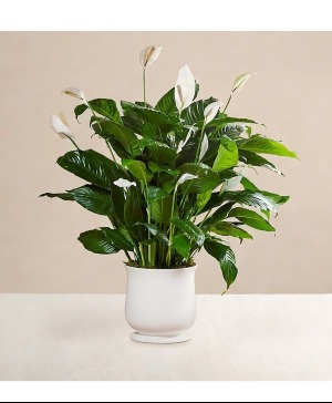 Comfort Planter CPP Green Plant