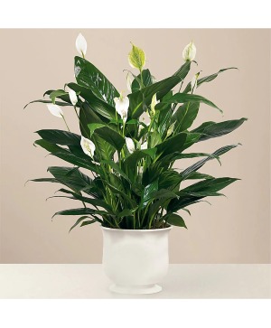 Comfort Planter Plant