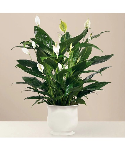 Comfort Planter Plant